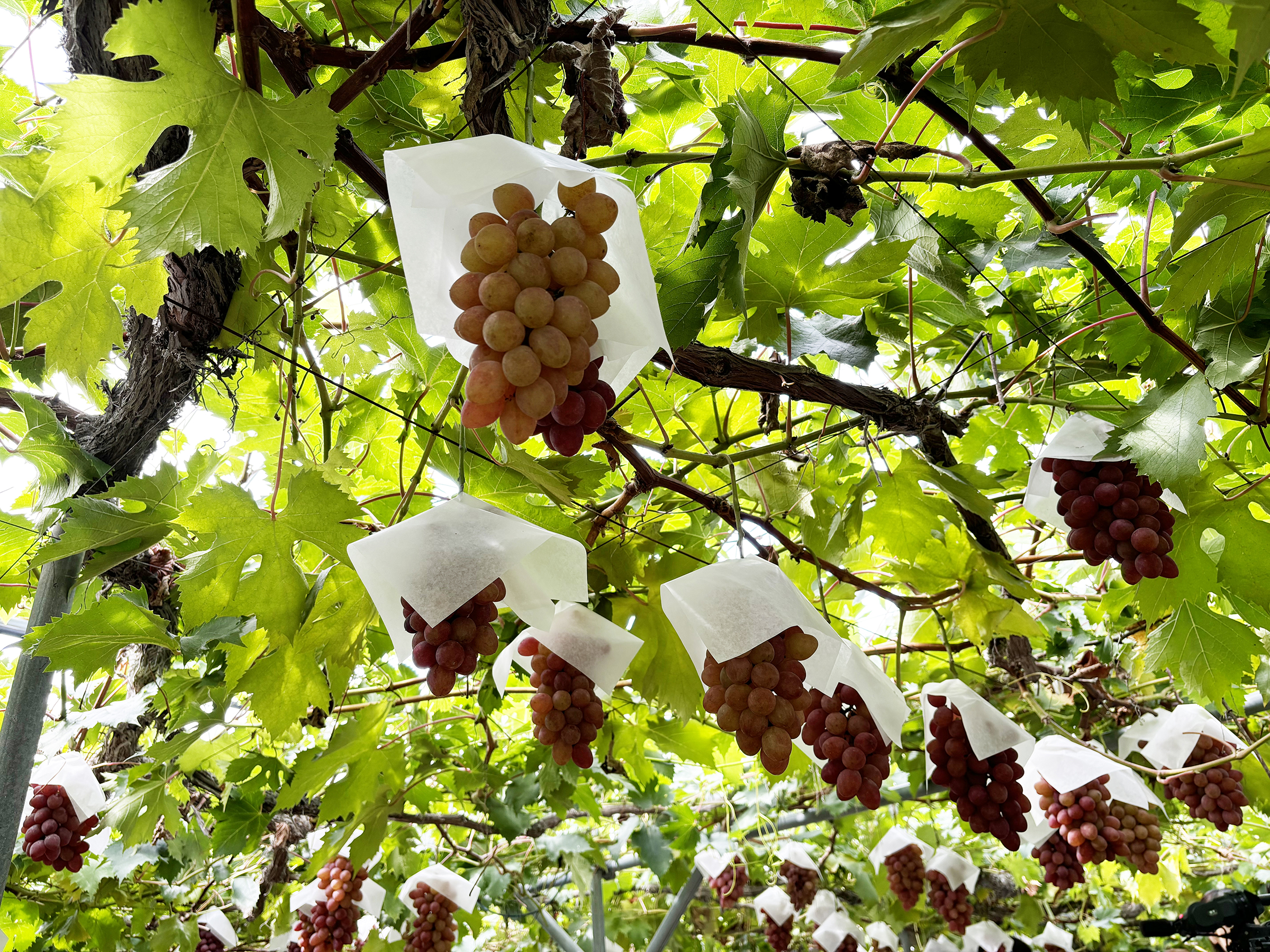 fruit-picking02
