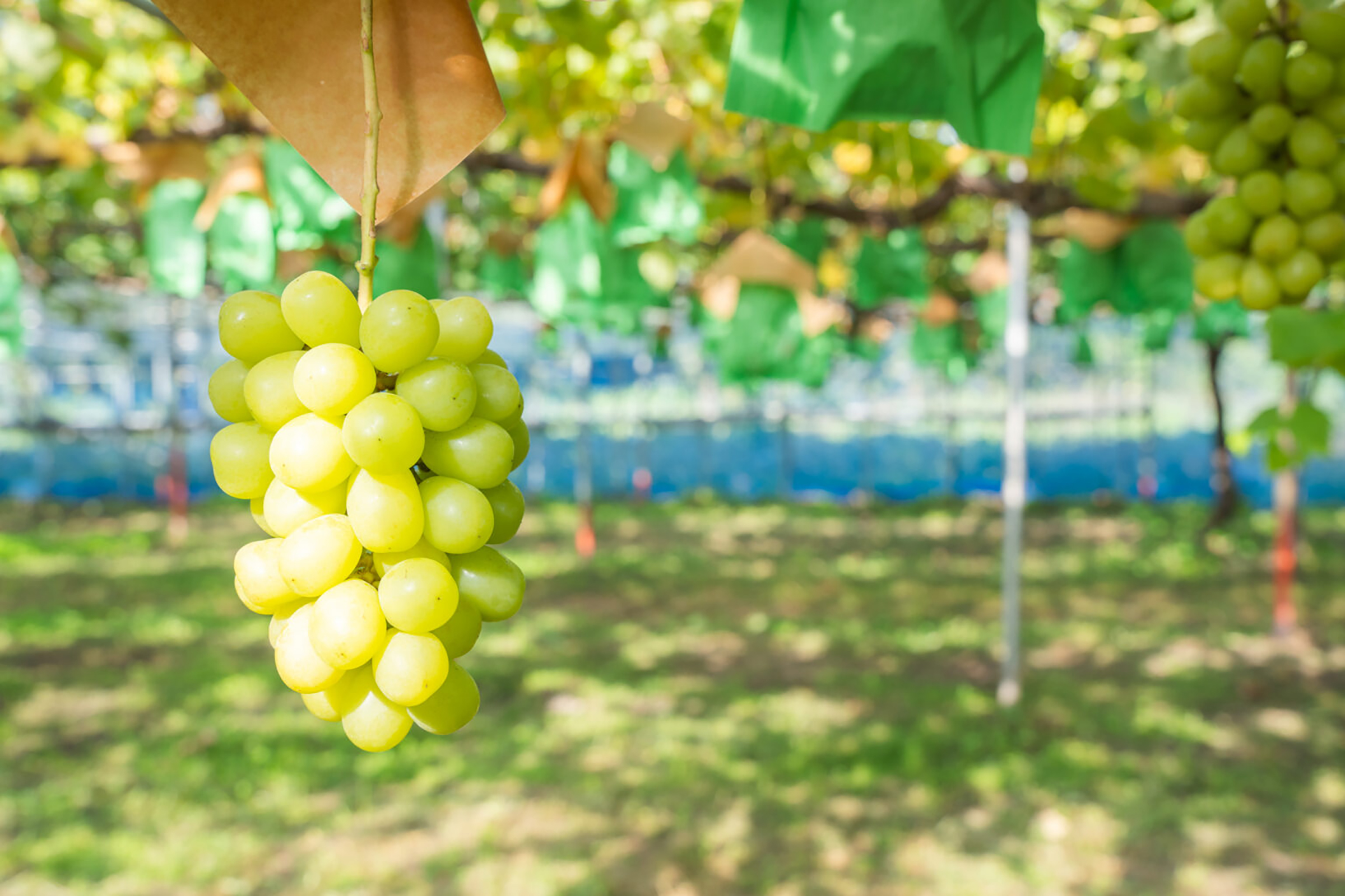 fruit-picking04